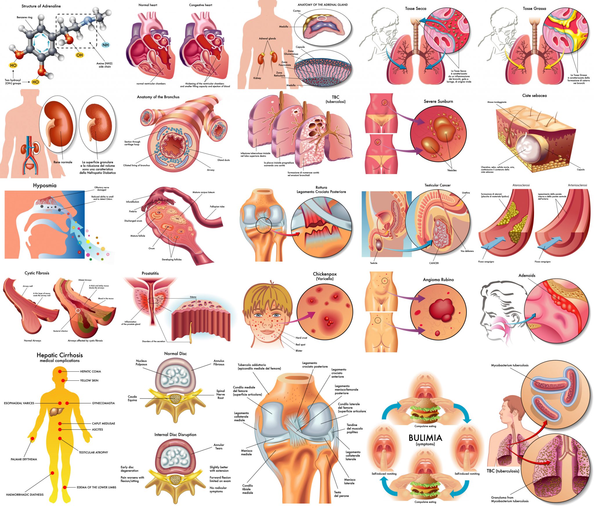 Illustrations of Human anatomy, disease, medical topics vector