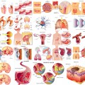 Internal organs, chronic diseases, Medical