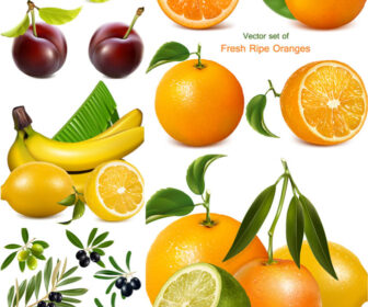 Realistic fruit illustrations vector
